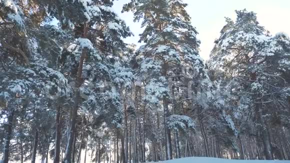 冬天的生活方式松松阳光林中的雪阳光运动冻霜圣诞新年树新概念视频的预览图