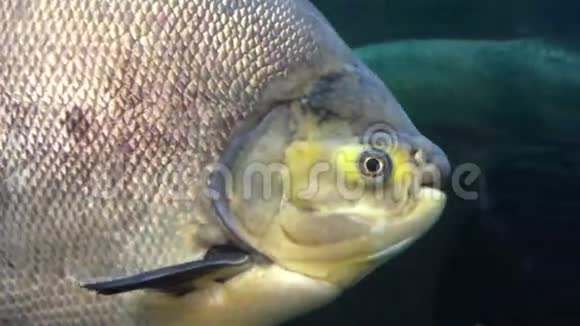海下鱼群鱼刀视频的预览图