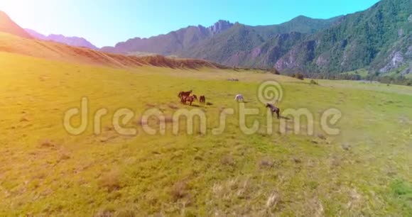 在草地上飞过野马群春山野自然自由生态概念视频的预览图