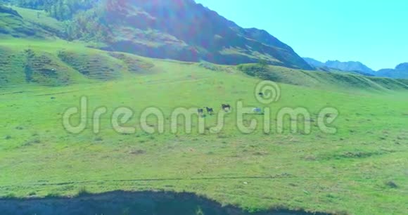 在草地上飞过野马群春山野自然自由生态概念视频的预览图