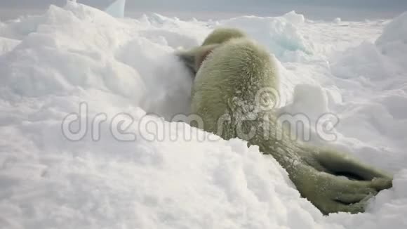 俄罗斯白雪公主海上的新生海豹视频的预览图