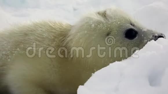 可爱的新生海豹在冰白海在俄罗斯视频的预览图