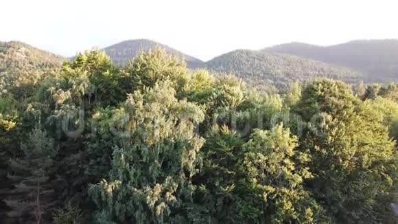 法国用无人驾驶飞机拍摄的平壤森林的鸟瞰图视频的预览图