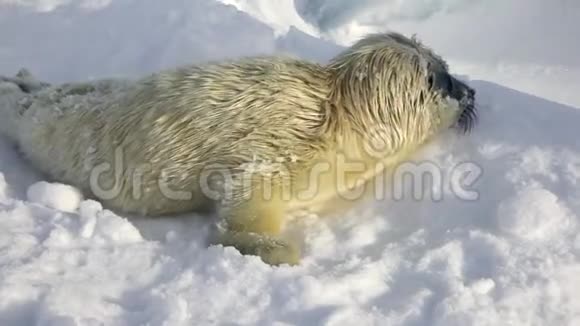 俄罗斯白冰海上的新生海豹视频的预览图