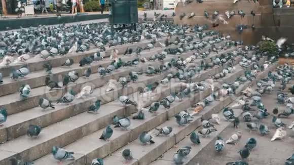 许多鸽子在街上吃食物视频的预览图
