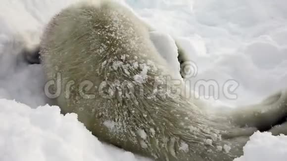 俄罗斯白雪公主海上的新生海豹视频的预览图