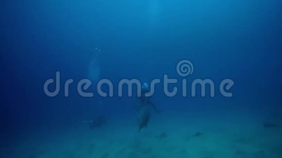 海豚与潜水员在红海游泳视频的预览图