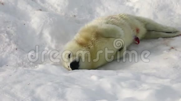 俄罗斯白冰海上的新生海豹视频的预览图