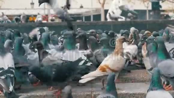 城市公园里巨大的鸽子笼视频的预览图