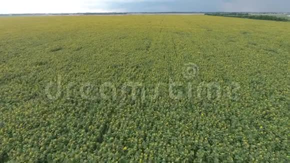 气观农田开花油籽向日葵的田野上景视频的预览图