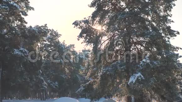 冬松日林中雪的阳光运动冰冻霜圣诞新年树的生活方式新概念视频的预览图