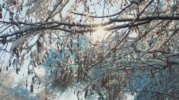 干燥冻枝树冬日雪日阳光眩目美景白色背景上干燥的树枝视频的预览图