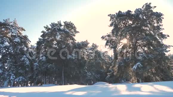 冬松日林中雪的阳光运动冻霜圣诞新年树新概念冬季视频的预览图