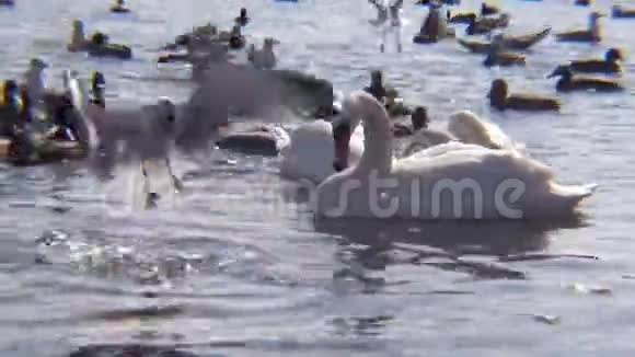 天鹅海鸥和鸭子黑海上过冬的水禽视频的预览图