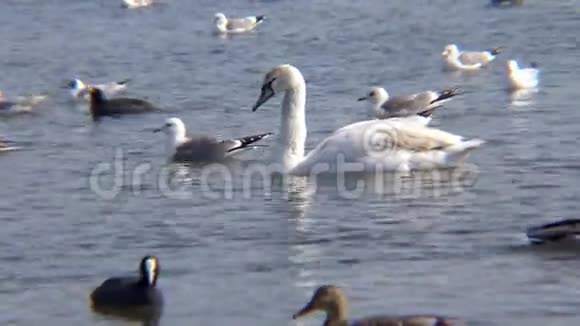 天鹅海鸥和鸭子黑海上过冬的水禽视频的预览图