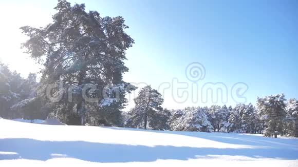冰冻的冬季森林积雪的生活方式覆盖着树木慢动作视频冬天的松林在雪的阳光下视频的预览图