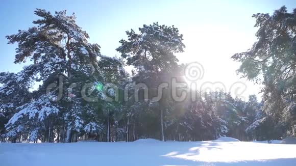 冰雪覆盖的冬季森林慢动作视频生活方式冬季松林在雪的阳光下视频的预览图