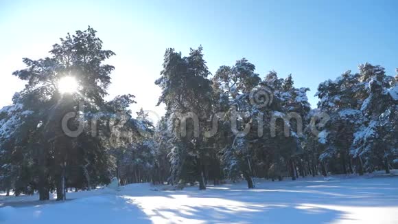 冬松林中雪的阳光运动冻霜圣诞新年树概念新年冬天慢慢慢慢视频的预览图