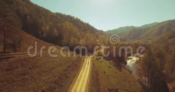 在阳光明媚的夏日早晨中气飞越新鲜的山河和草地农村土路下面奶牛和汽车视频的预览图