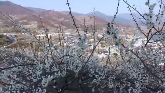 光阳毛哈梅花节韩国亚洲视频的预览图