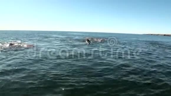 海象群在俄罗斯新地球上的北冰洋水中休息视频的预览图