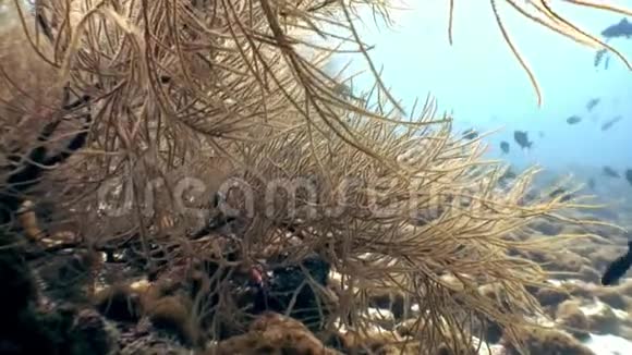 马尔代夫的学校鱼水下放松背景视频的预览图