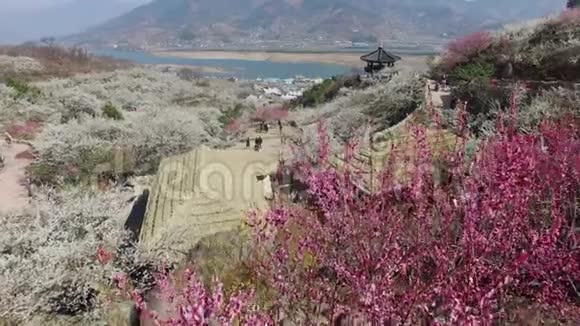 光阳毛哈梅花节韩国亚洲视频的预览图