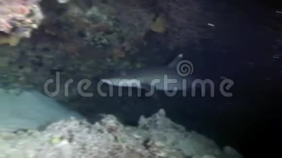鲨鱼水下寻找食物惊人的珊瑚海底马尔代夫视频的预览图
