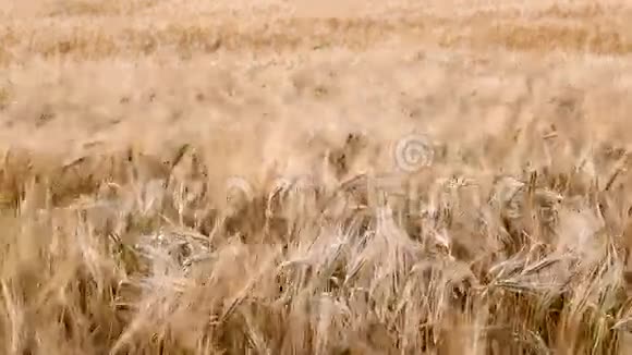小麦作物视频的预览图