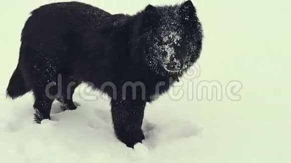 狗在雪地里玩耍冬天视频的预览图