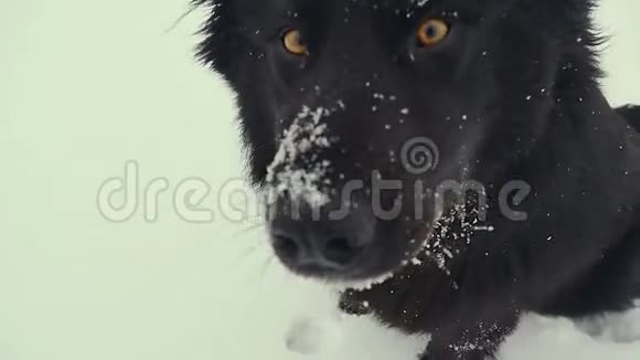 狗在雪地里玩耍冬天视频的预览图