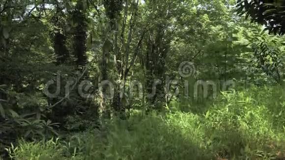 在热带雨林中飞翔格鲁吉亚视频的预览图