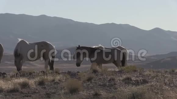 犹他州沙漠野马群视频的预览图