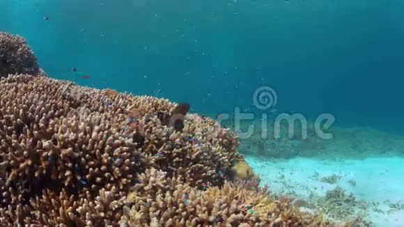 多彩珊瑚礁上的海鳗视频的预览图