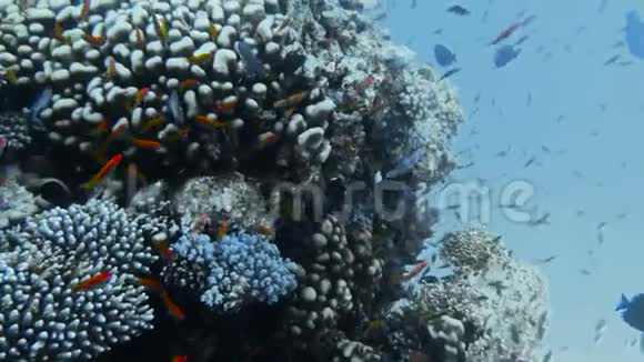 带热带鱼的水下珊瑚礁视频的预览图