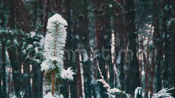 冬季森林背景视频的预览图