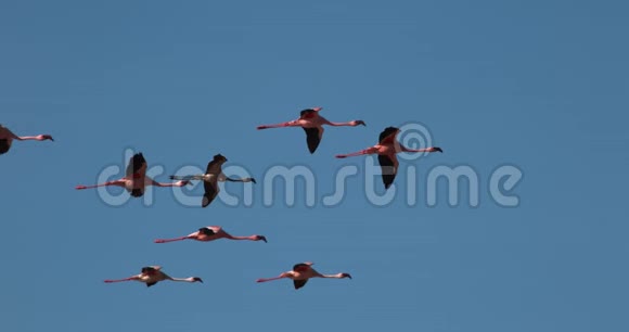 小火烈鸟小型短翅目飞行群肯尼亚博戈里亚湖的殖民地视频的预览图