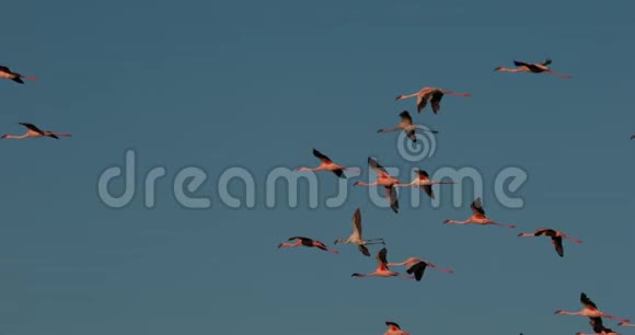 小火烈鸟小型短翅目飞行群肯尼亚博戈里亚湖的殖民地视频的预览图