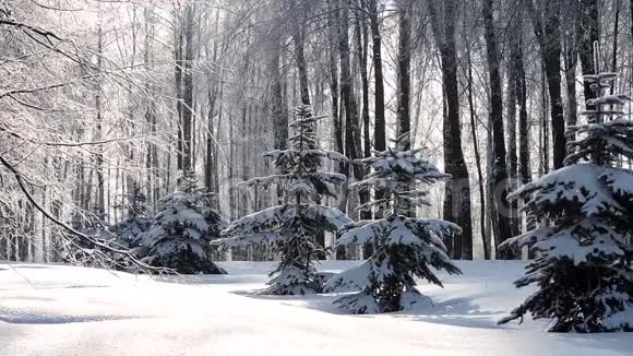 冬天在森林里下雪柔和的圣诞节早晨下雪视频的预览图