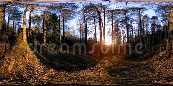 4K360VR虚拟现实的一个美丽的山景在秋天的时候野生西伯利亚山脉视频的预览图