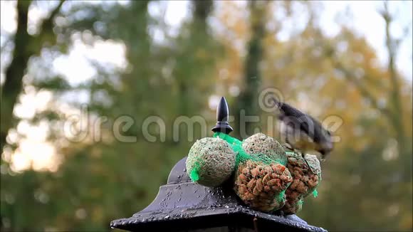 秋天冬天鸟山雀大山雀鸟的种子视频的预览图