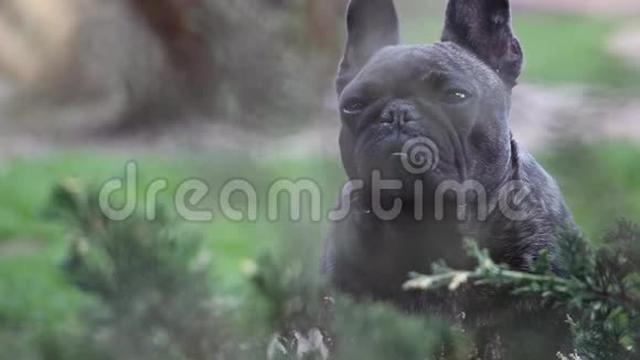 法国斗牛犬春园日光视频的预览图