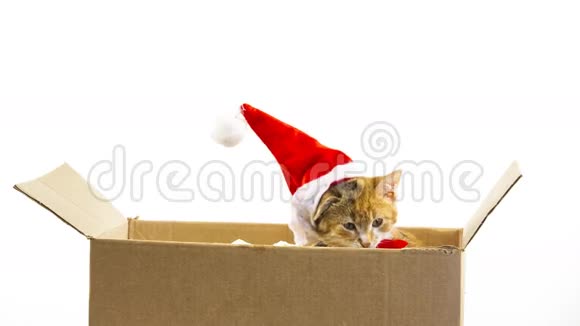 小猫在盒子里视频的预览图