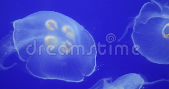 有发光的地中海动物在水下活动视频的预览图