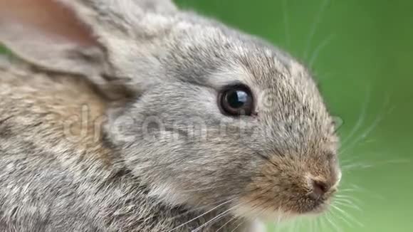 兔子美丽的野生动物视频的预览图