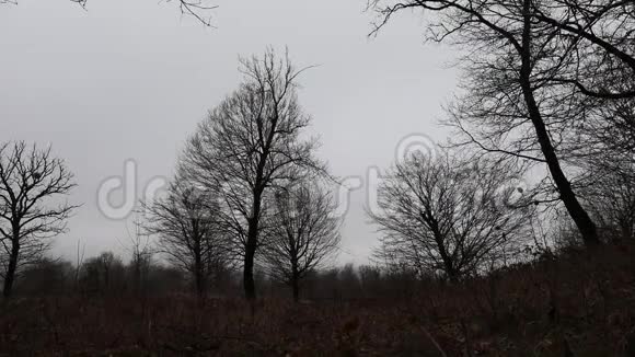 恐怖死冬林中雾在雾蒙蒙的森林中树影或早晨的幻灯片拍摄雾流过冬天的森林视频的预览图