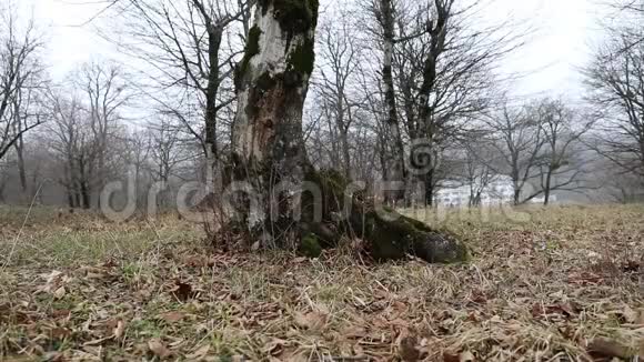 恐怖死冬林中雾在雾蒙蒙的森林中树影或早晨的幻灯片拍摄雾流过冬天的森林视频的预览图