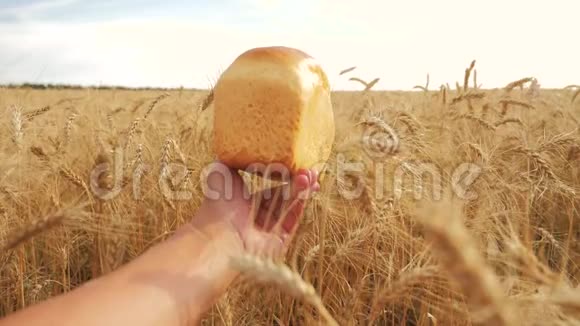 人类在麦田里拿着面包慢动作视频小麦领域成功的生活方式农学家收获时间视频的预览图
