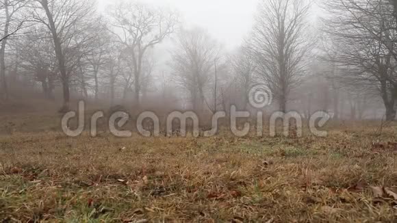 恐怖死冬林中雾在雾蒙蒙的森林中树影或早晨的幻灯片拍摄雾流过冬天的森林视频的预览图