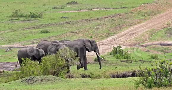 非洲象非洲象肯尼亚马赛马拉公园视频的预览图